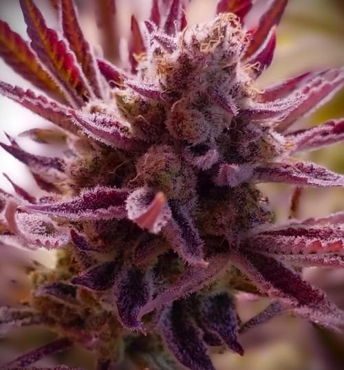 G13 Hellfire. Week 10