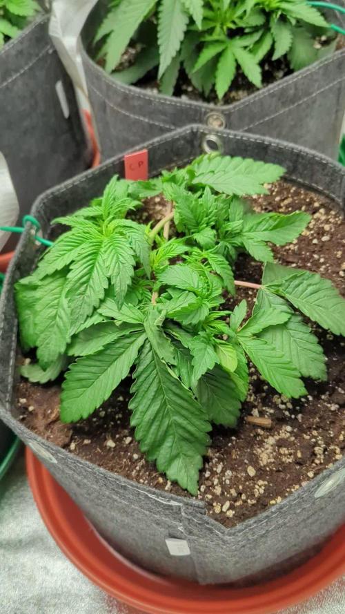 Organic Soil Grow - American Beauty