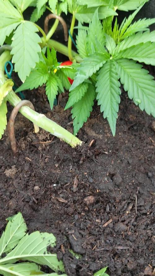purple lemonade auto (fb) outdoor