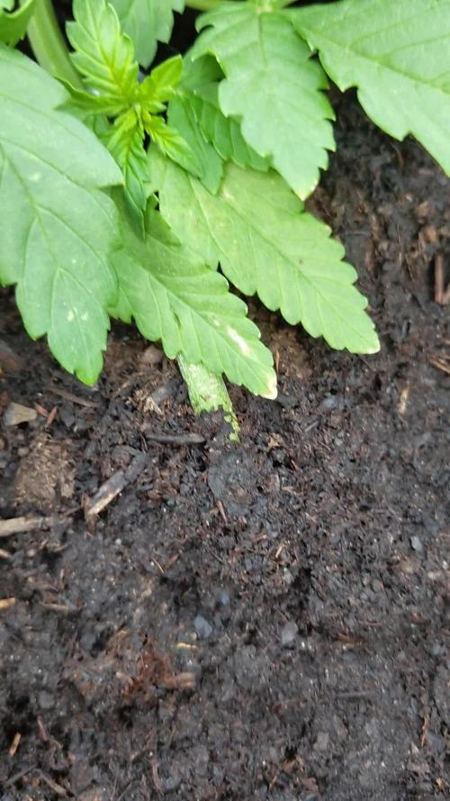 Orange sherbert auto (fb) outdoor grow