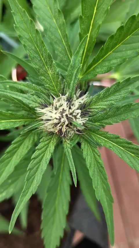 purple lemonade auto (fb) outdoor