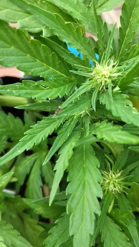 Orange sherbet auto (fb) outdoor grow