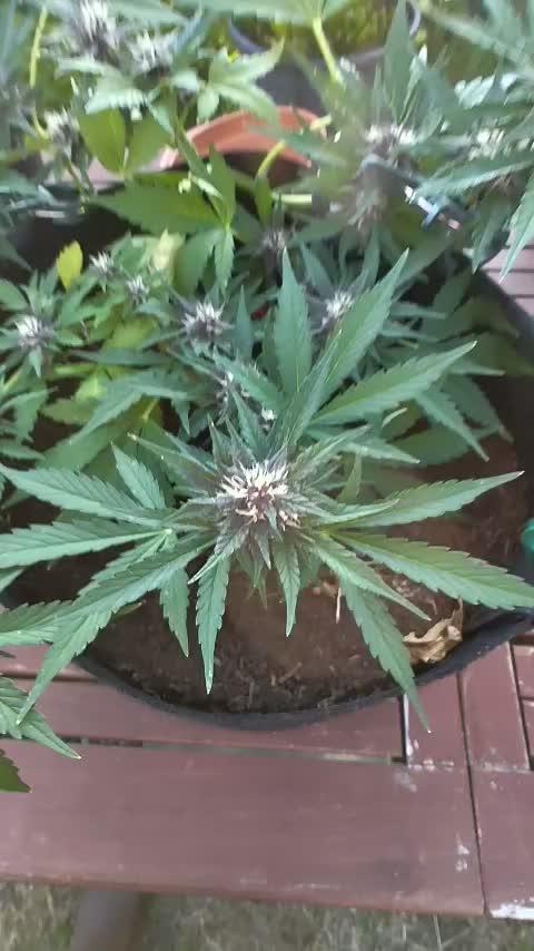 Orange sherbet auto (fb) outdoor grow
