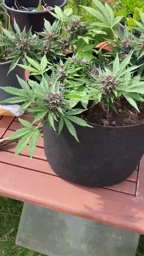 purple lemonade auto (fb) outdoor