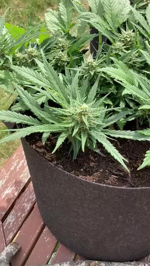 Orange sherbet auto (fb) outdoor grow