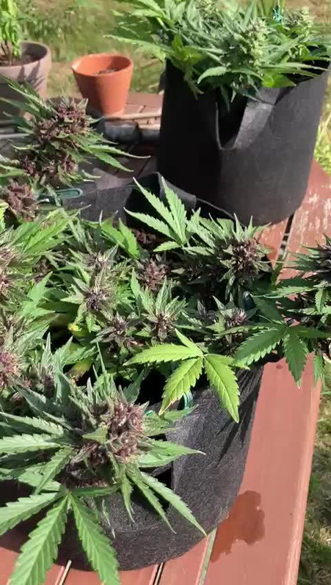 purple lemonade auto (fb) outdoor