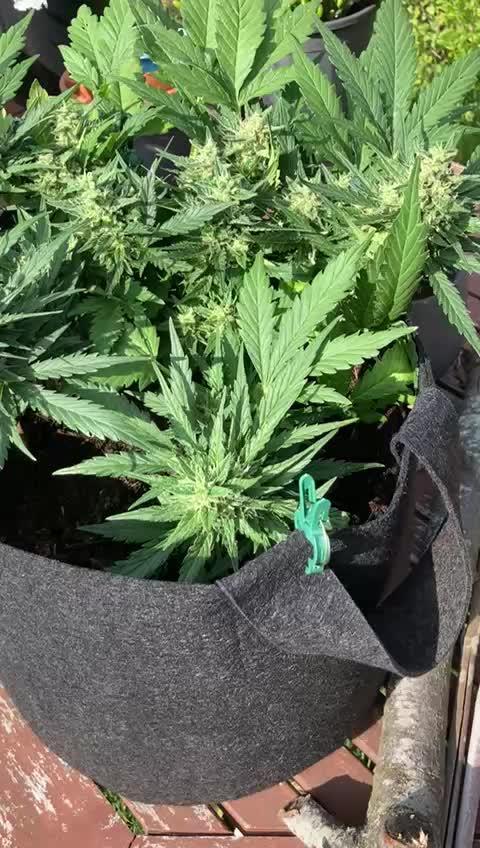 Orange sherbet auto (fb) outdoor grow