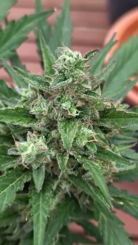 Orange sherbet auto (fb) outdoor grow