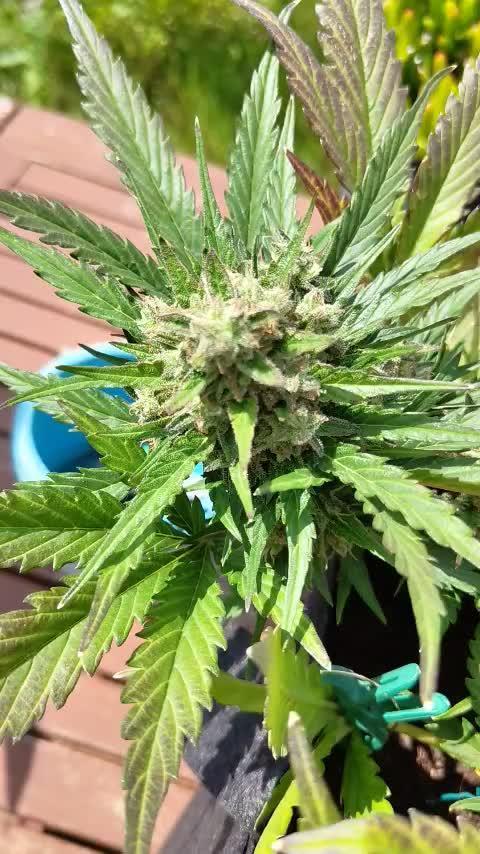 Orange sherbet auto (fb) outdoor grow