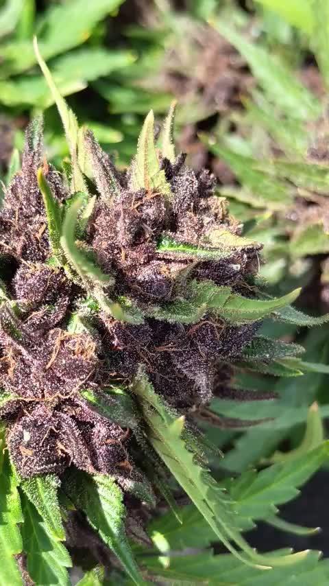 purple lemonade auto (fb) outdoor