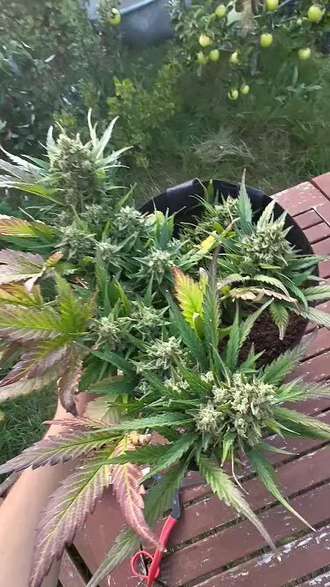 Orange sherbet auto (fb) outdoor grow