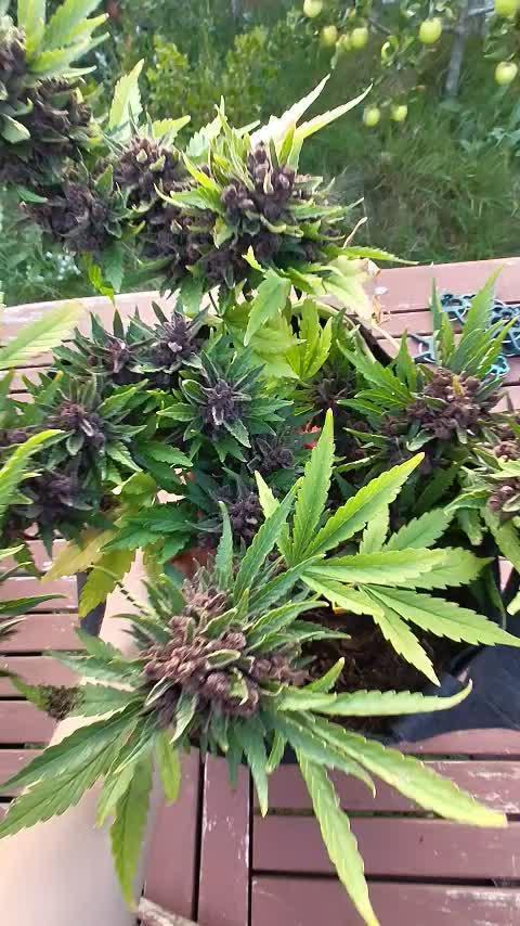 purple lemonade auto (fb) outdoor