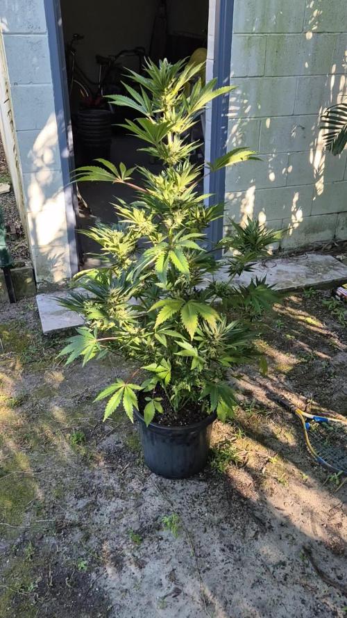 Bubba Kush