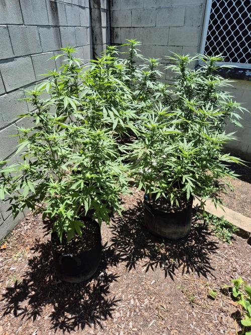 AUS Outdoor 25/26. Week 9 - This year's grow