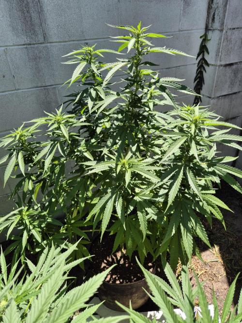 AUS Outdoor 25/26. Week 9 - Haze great shape