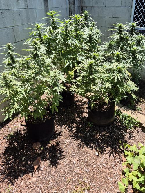 AUS Outdoor 25/26. Week 10 - Week 10