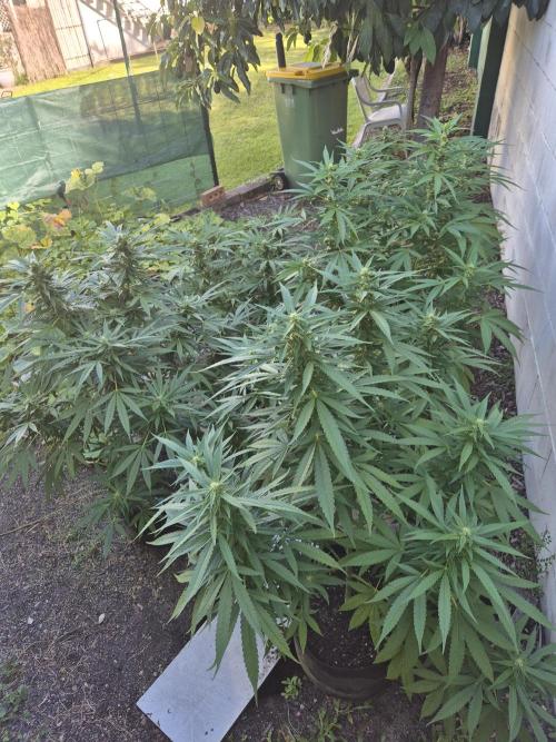 AUS Outdoor 25/26. Week 10 - Mid flower