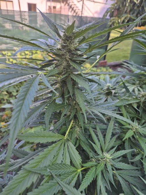 AUS Outdoor 25/26. Week 10 - Stinks!