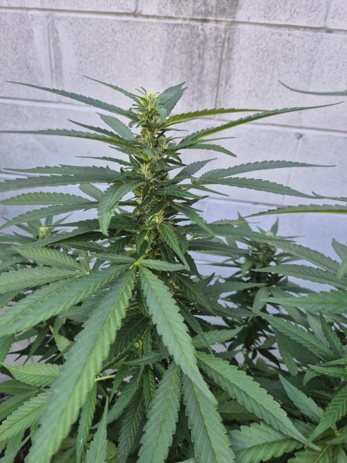 AUS Outdoor 25/26. Week 10 - Lemon Haze smells best but not like lemon