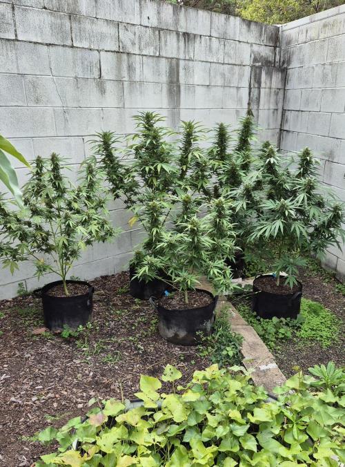 AUS Outdoor 25/26. Week 11 - Week 11
