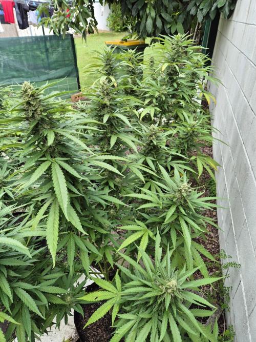 AUS Outdoor 25/26. Week 11 - Rain most of the week