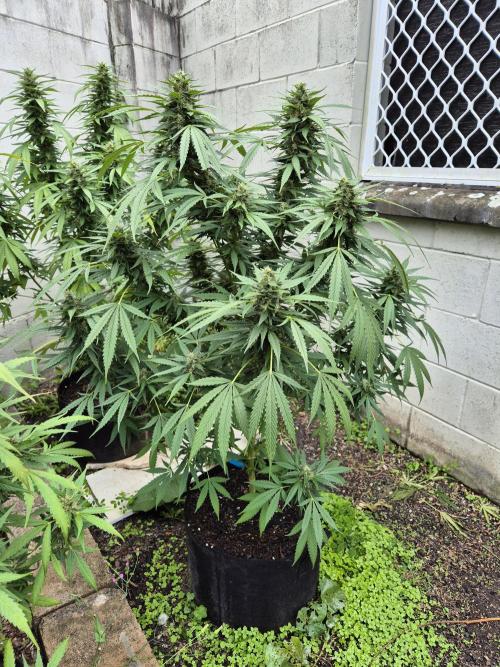 AUS Outdoor 25/26. Week 11 - Blue kush