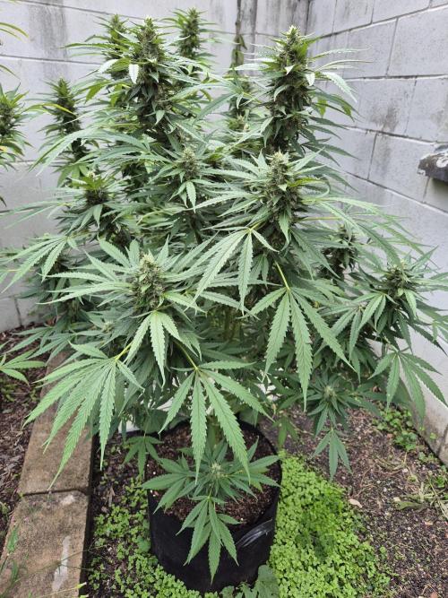 AUS Outdoor 25/26. Week 11