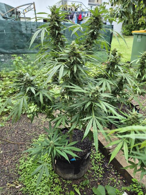 AUS Outdoor 25/26. Week 11