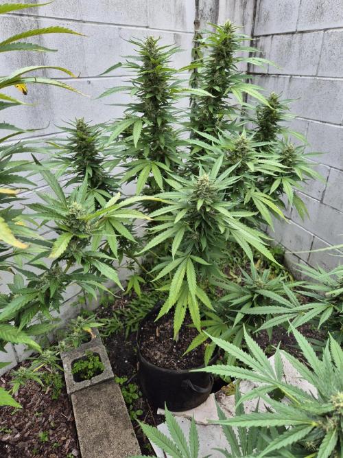 AUS Outdoor 25/26. Week 11 - Lemon Haze great looking plant