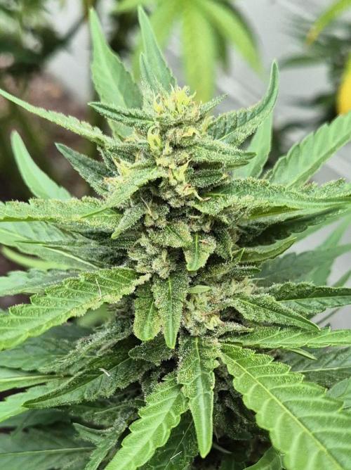 AUS Outdoor 25/26. Week 11