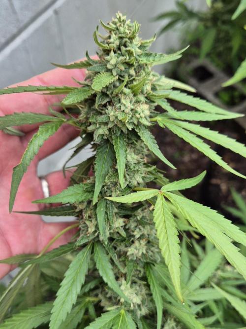AUS Outdoor 25/26. Week 11