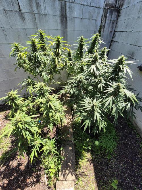 AUS Outdoor 25/26. Week 12 - Ready