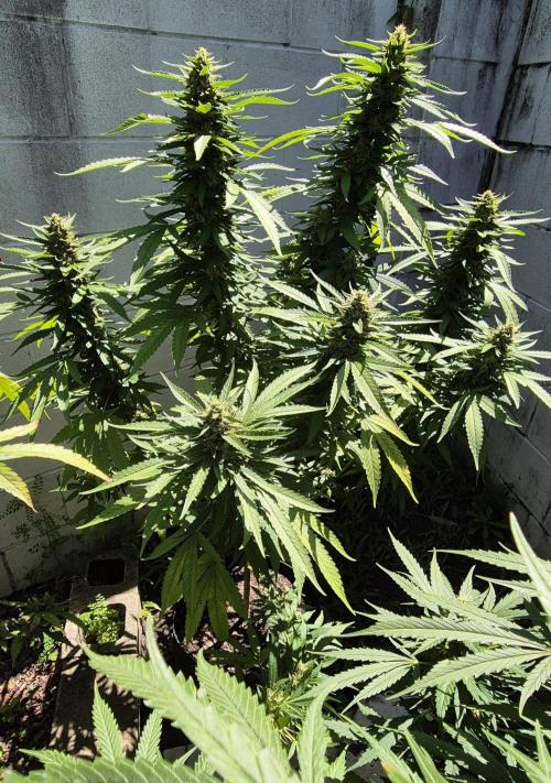 AUS Outdoor 25/26. Week 12 - Loaded with juicy buds
