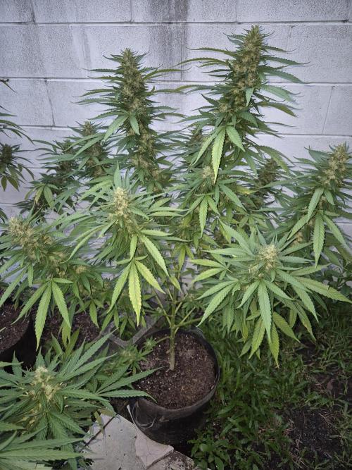 AUS Outdoor 25/26. Week 12