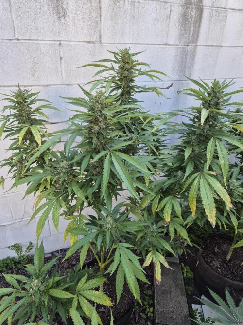 AUS Outdoor 25/26. Week 12