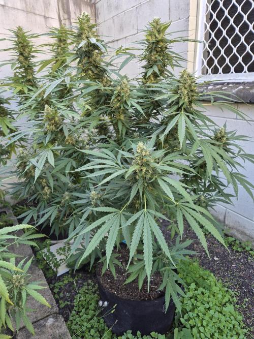 AUS Outdoor 25/26. Week 12