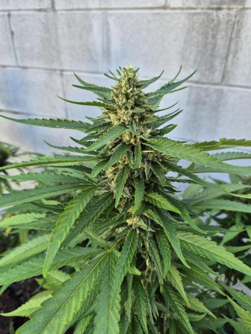 AUS Outdoor 25/26. Week 12