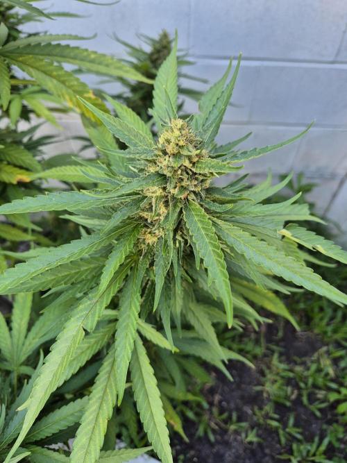 AUS Outdoor 25/26. Week 12