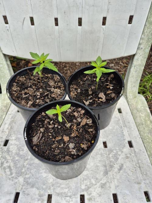 WSXpress Trio. Week 2 - Week 2