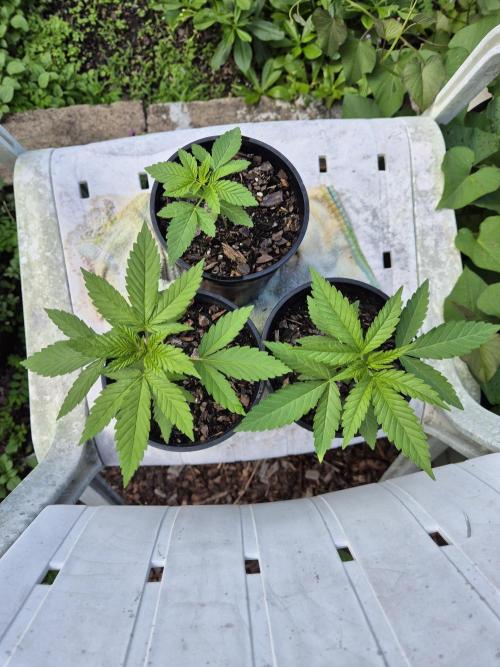 WSXpress Trio. Week 3 - Week 3