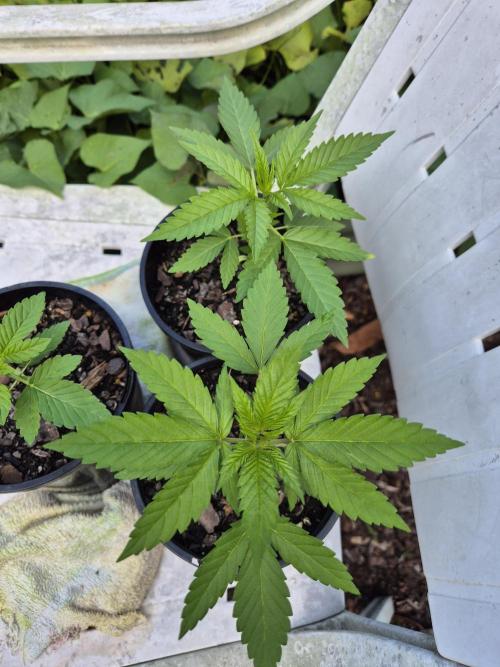 WSXpress Trio. Week 3 - Black Runtz and Future1