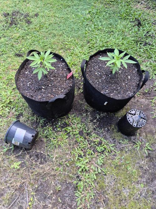 WSXpress Trio. Week 3 - Transplant Runtz and Future into 5gal 
