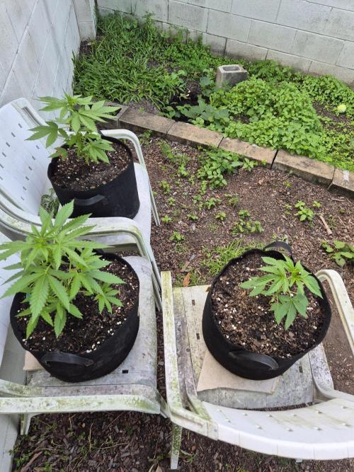 WSXpress Trio. Week 4 - Week 4