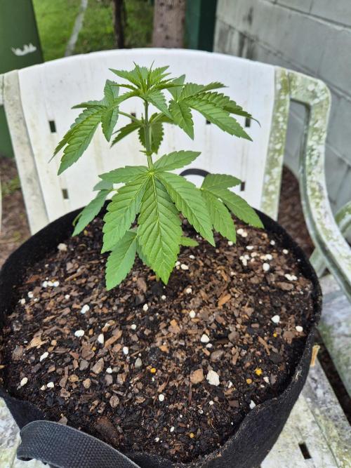 WSXpress Trio. Week 4 - Marker 3 weeks old