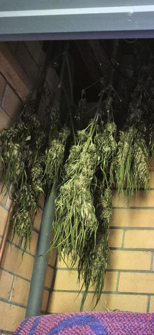 AUS Outdoor 25/26. Week 13 - Blue kush done