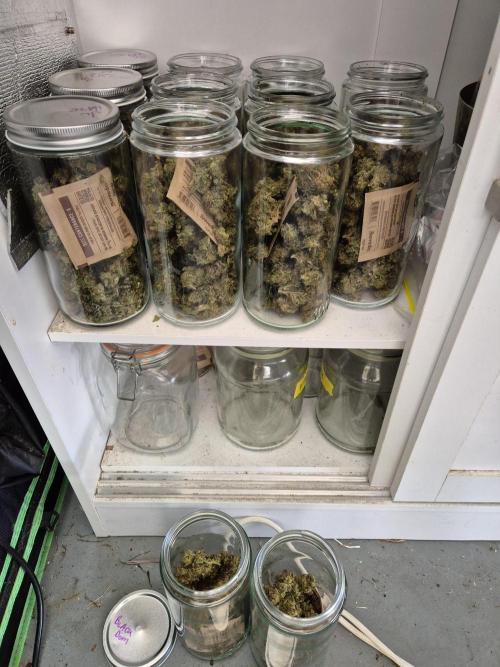 AUS Outdoor 25/26. Week 13 - 12 Oz dry from 2 plants