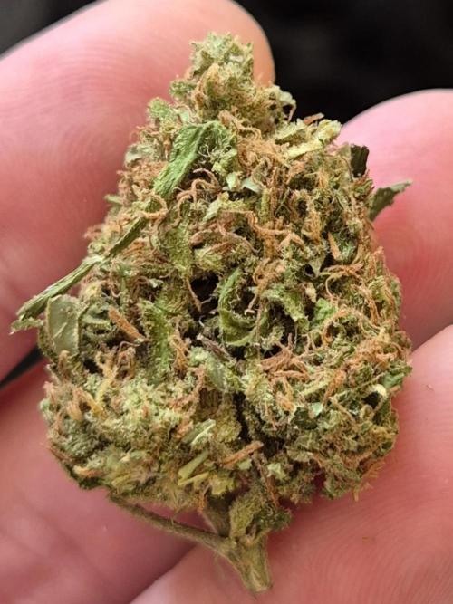 AUS Outdoor 25/26. Week 13 - Blue kush