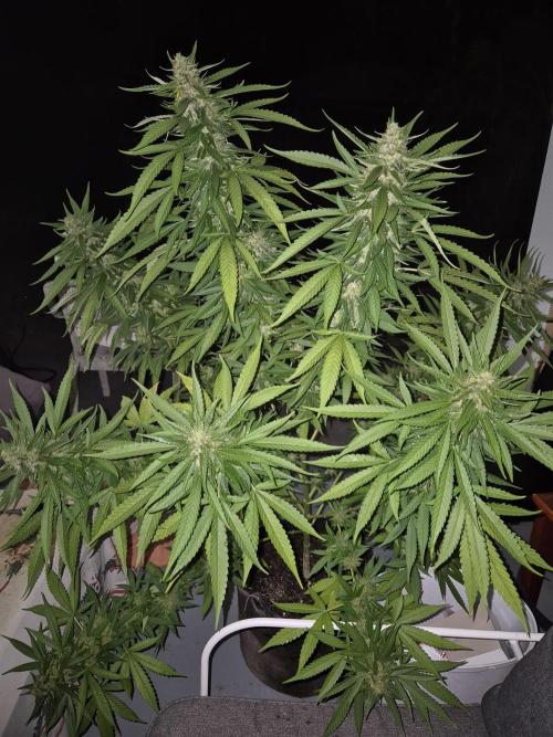 AUS Outdoor 25/26. Week 13 - Super Lemon Haze
