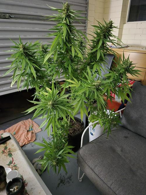 AUS Outdoor 25/26. Week 13 - My new fav