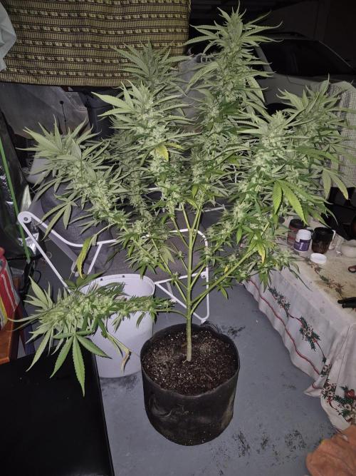 AUS Outdoor 25/26. Week 13